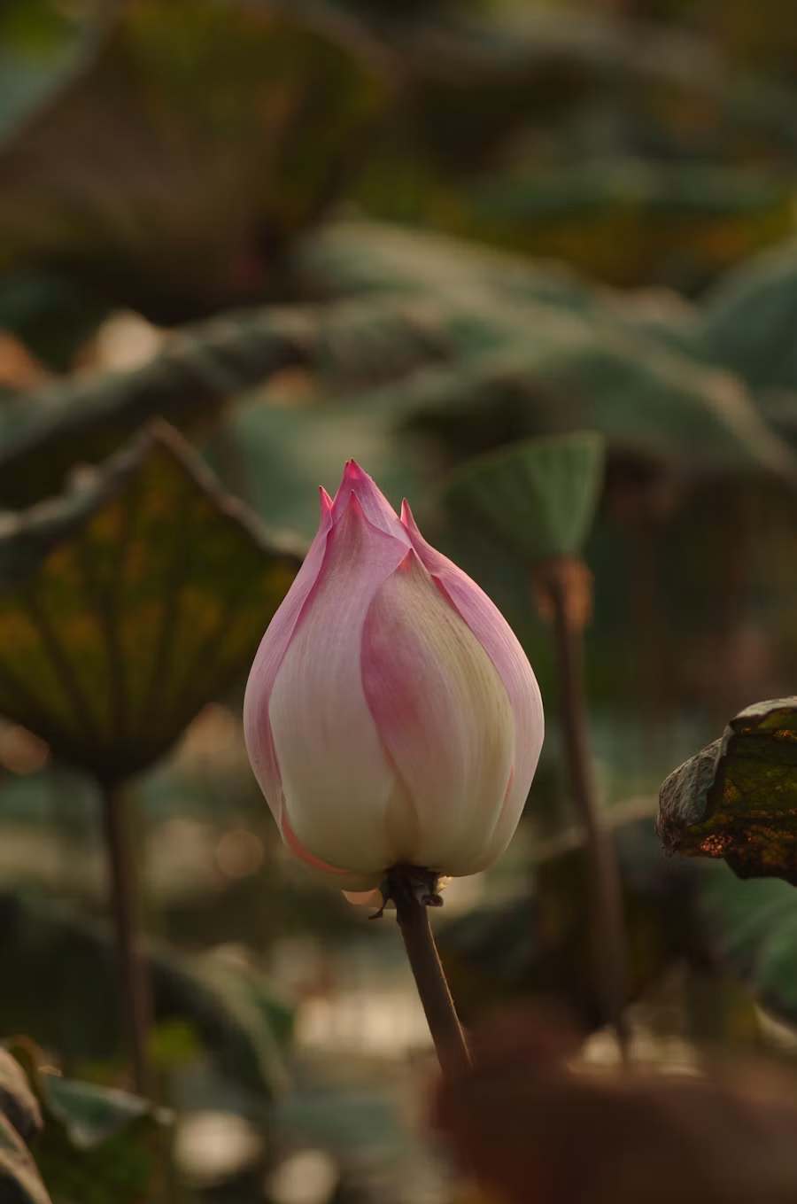 A pink lotus bud rising among green leaves in warm light
